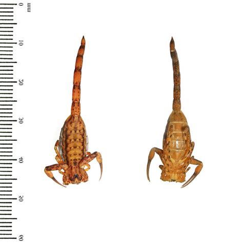 chaerilus philippinus venom